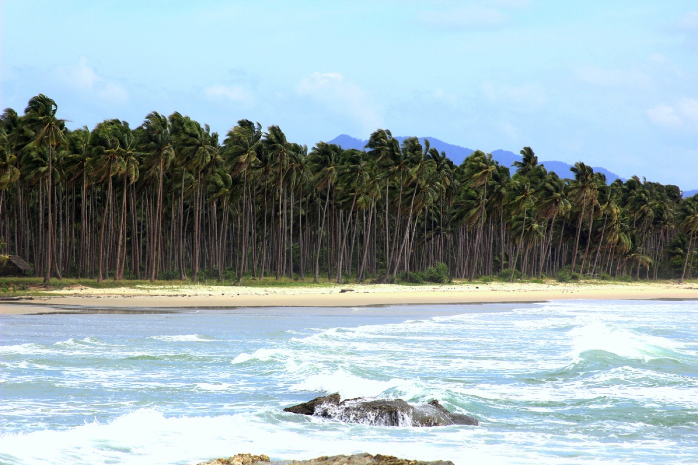 Long Beach à San Vicente : une rangée de cocotiers au bord de vagues turquoise